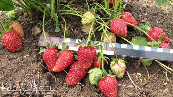 Выращивание клубники Выращивание клубники