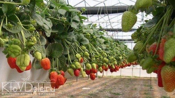 Выращивание клубники как бизнес в теплице Выращивание клубники как бизнес в теплице