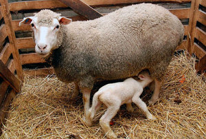 Как содержать овец: нюансы разведения баранов в домашних условиях для начинающих, правила выращивания овец