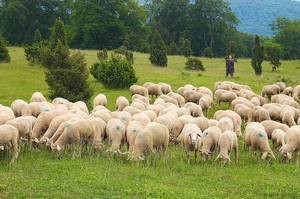 Как содержать овец: нюансы разведения баранов в домашних условиях для начинающих, правила выращивания овец