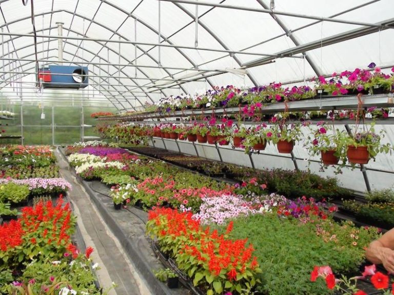 Сооружения для выращивания цветов существенно отличаются от конструкций, в которых произрастают фрукты и овощи