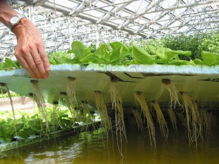 Дешевле всего выращивать зеленные культуры в теплице на гидропонике