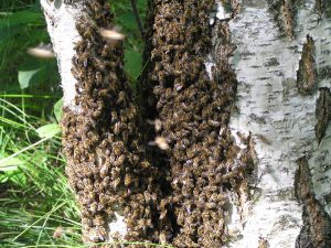Дикие пчелы на дереве