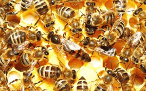 Пчелиная матка и пчелы