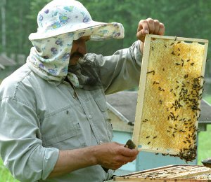 Пчеловод у пасеки