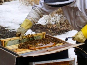 Подкормка пчел в зимний период