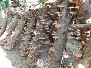 Выращивание грибов на древесине